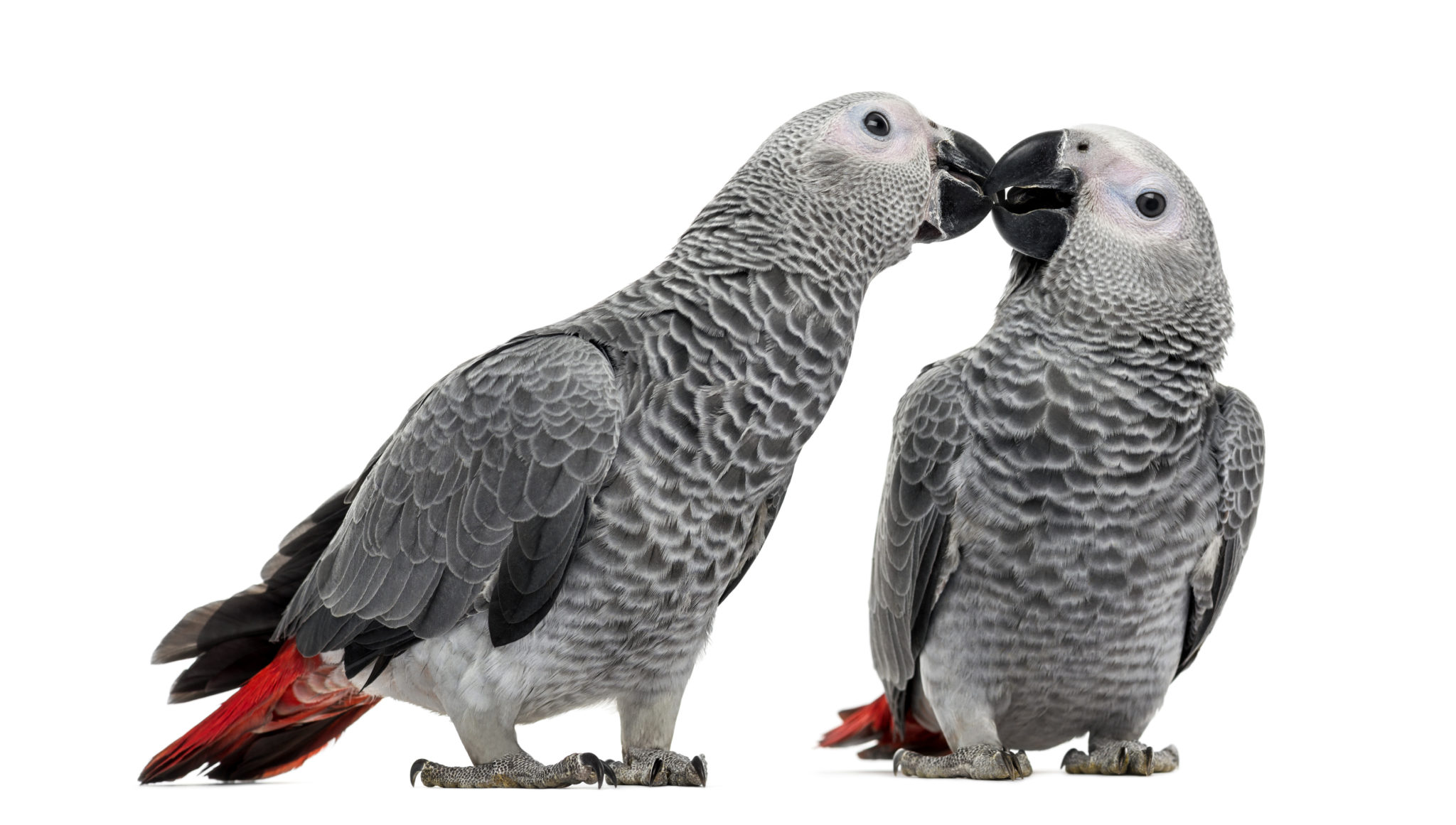 Perchè gli uccelli ornamentali vanno adottati in coppia