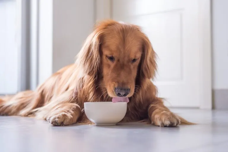 cane anziano mangia dalla ciotola