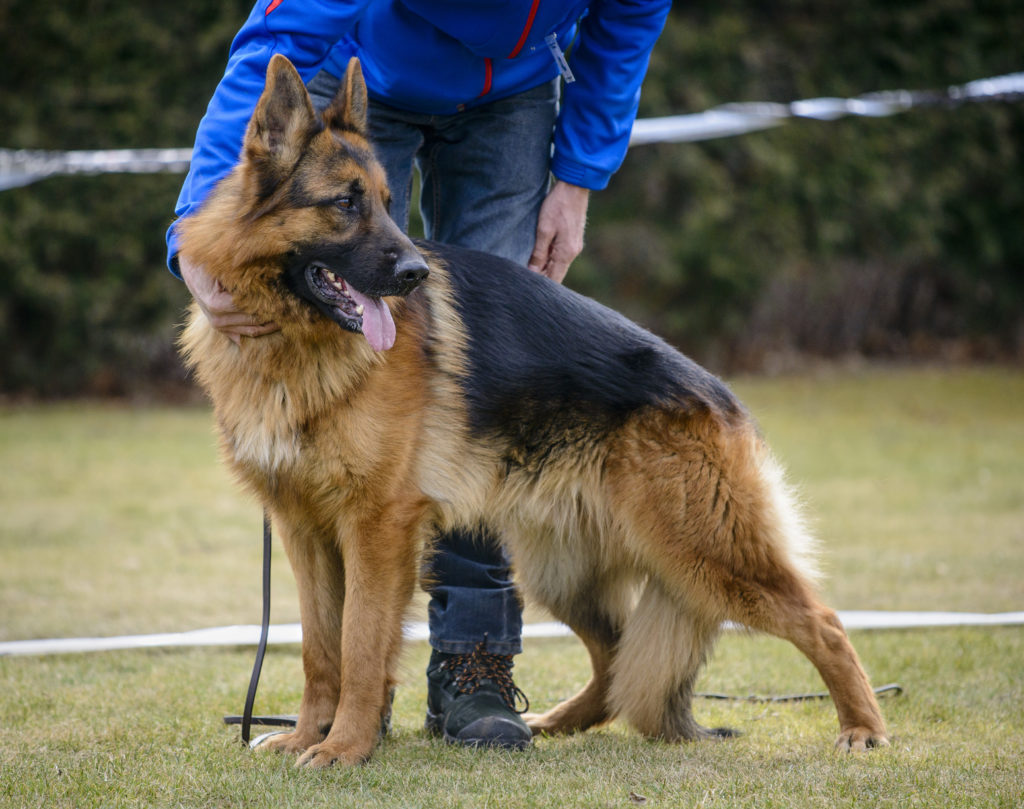 Deutscher Schäferhund Hundeschule
