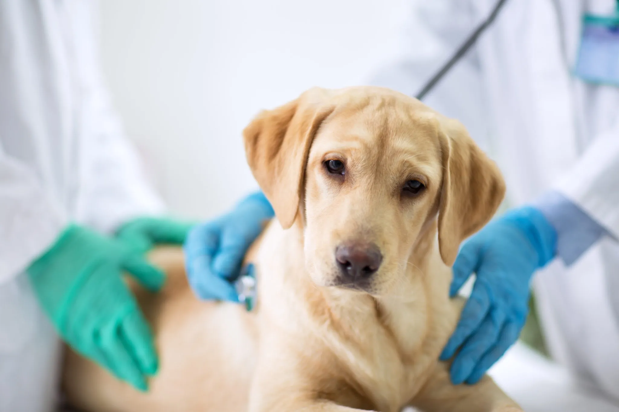 cane diarrea liquida e vomito Sigaretta elettronica monouso main image 0