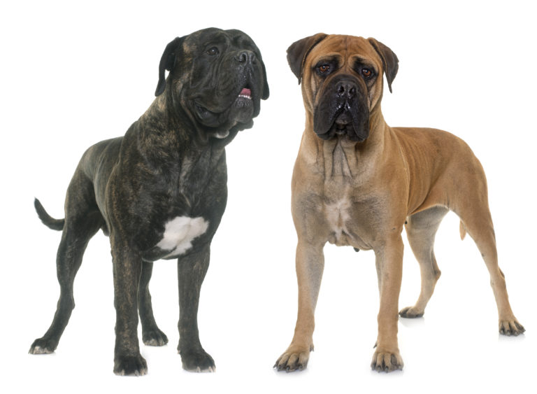 bullmastiff bullmastiff