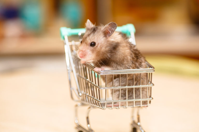 tutto per piccoli animali tutto per piccoli animali