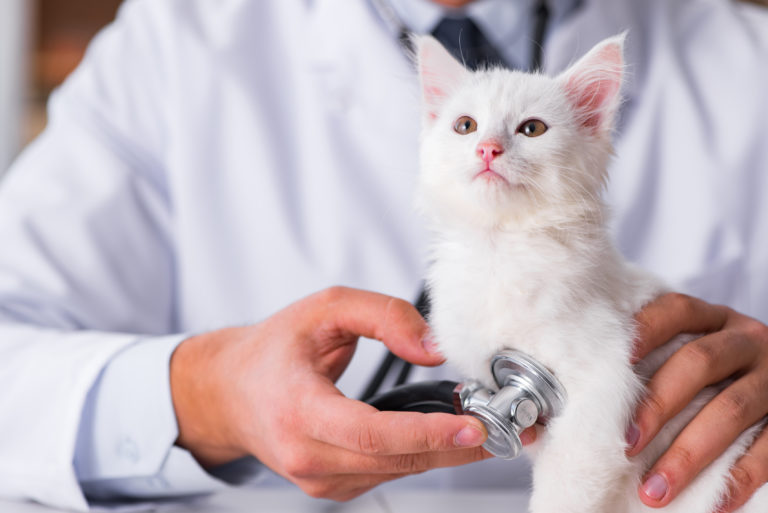 kätzchen untersuchung tierarzt prima visita veterinario