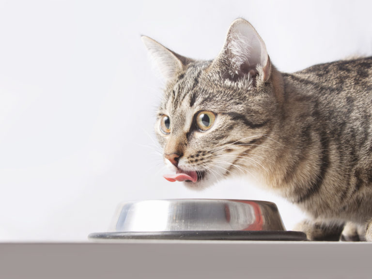 bio katzenfutter scegliere cibo biologico per gatti