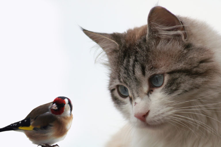 katze und vogel