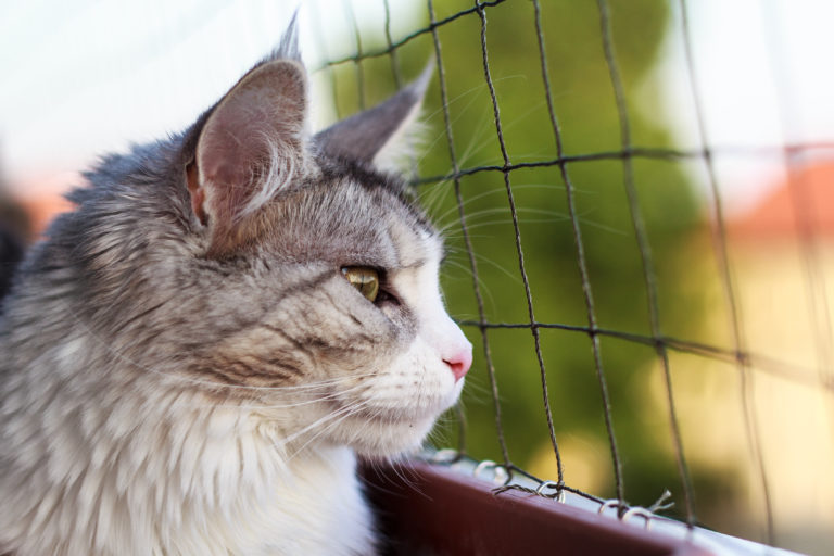 katzennetz