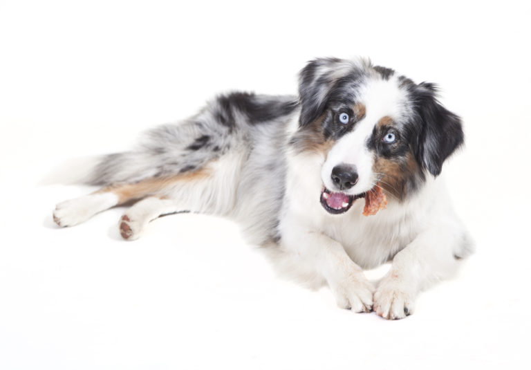 snack per cani da masticare snack per cani da masticare
