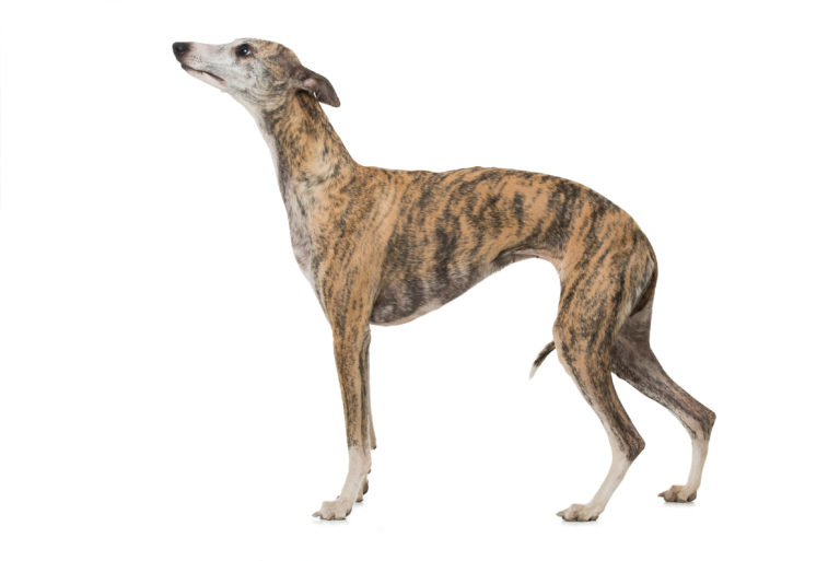 Whippet hund Whippet