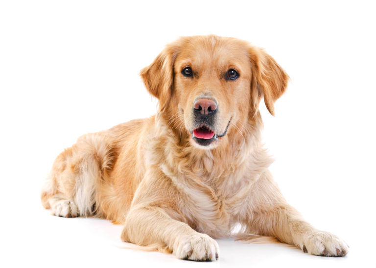 Golden Retriever Ernährung