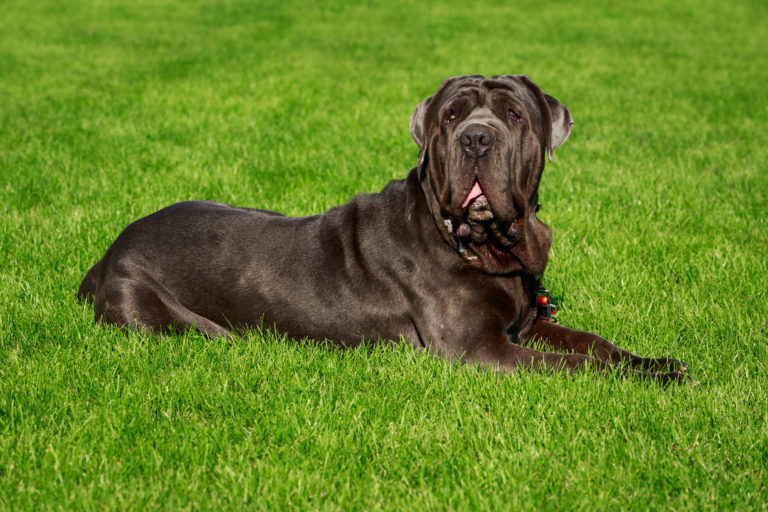 mastino-napoletano-carattere-storia-prezzo-aspetto-zooplus