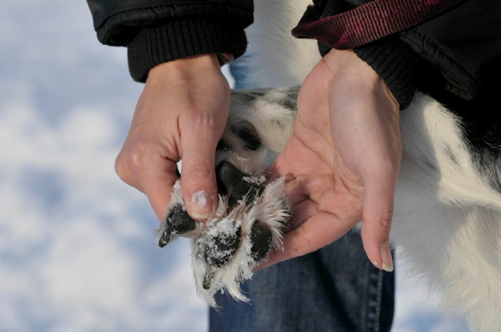 Il padrone rimuove granelli di neve dalle zampe di un cane in inverno neve zampe cane