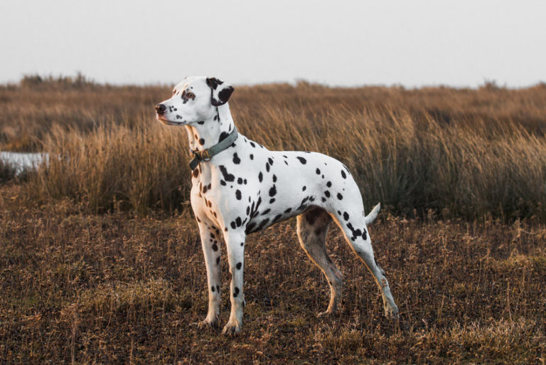 dalmatiner-hund-768×513