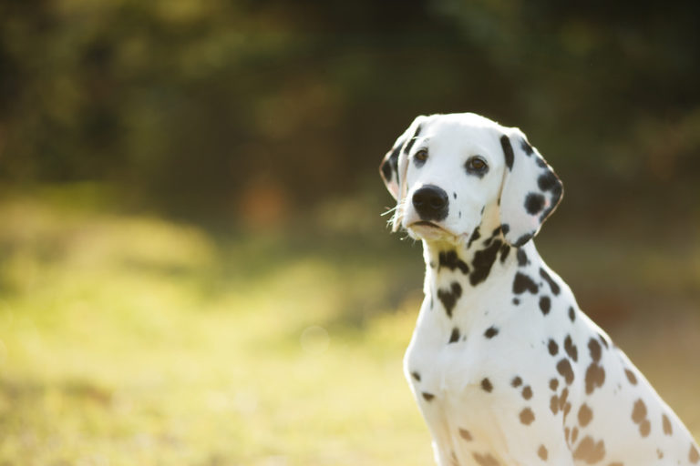 Cane Dalmata: carattere, alimentazione, vita media