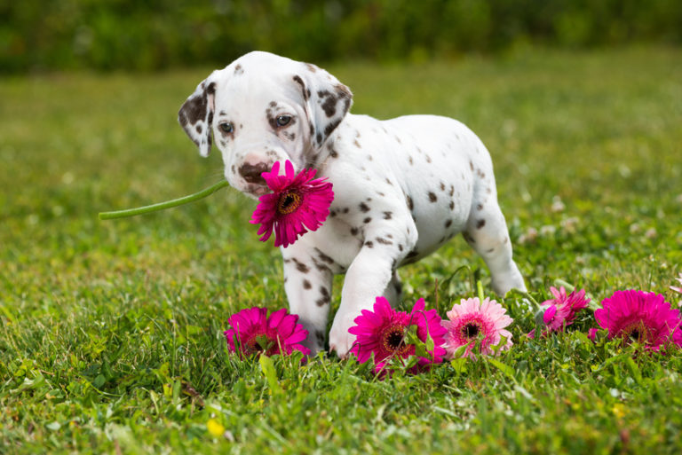 dalmatinerwelpe-mit-Blumen-768×513