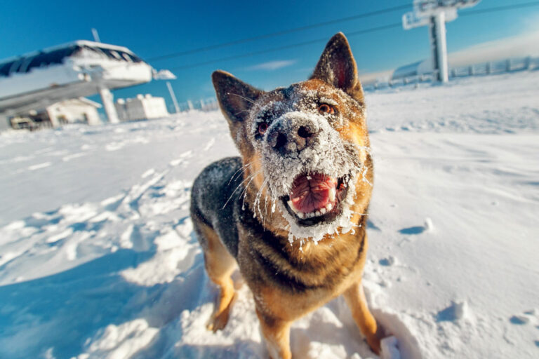 Un cane in inverno durante una nevicata cane e inverno sulla neve