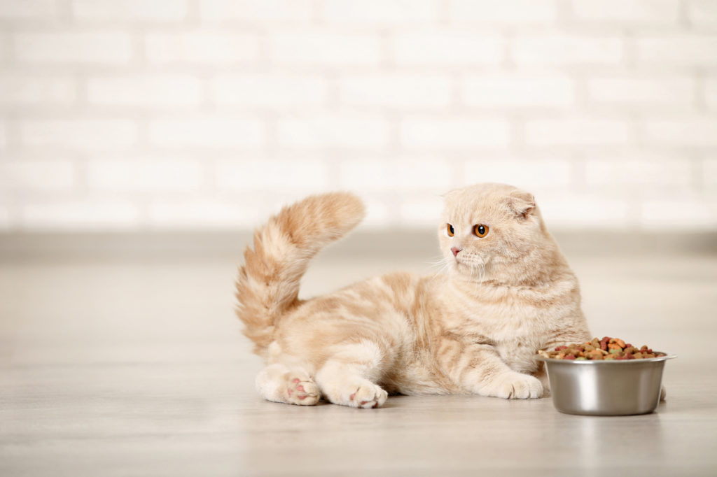 gatto che mangia gatto che mangia cibo bio