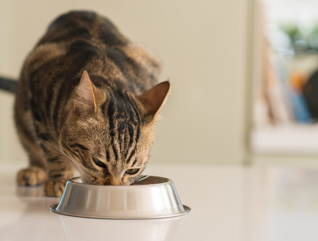 gatto tigrato che mangia bio gatto tigrato che mangia bio