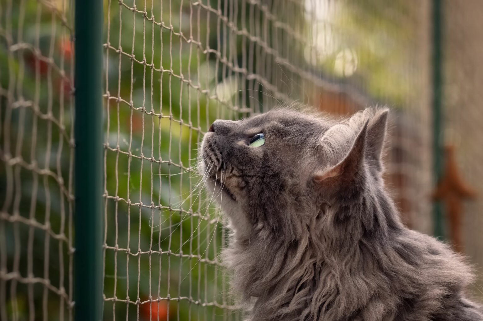 Balcone a prova di gatto: come renderlo sicuro