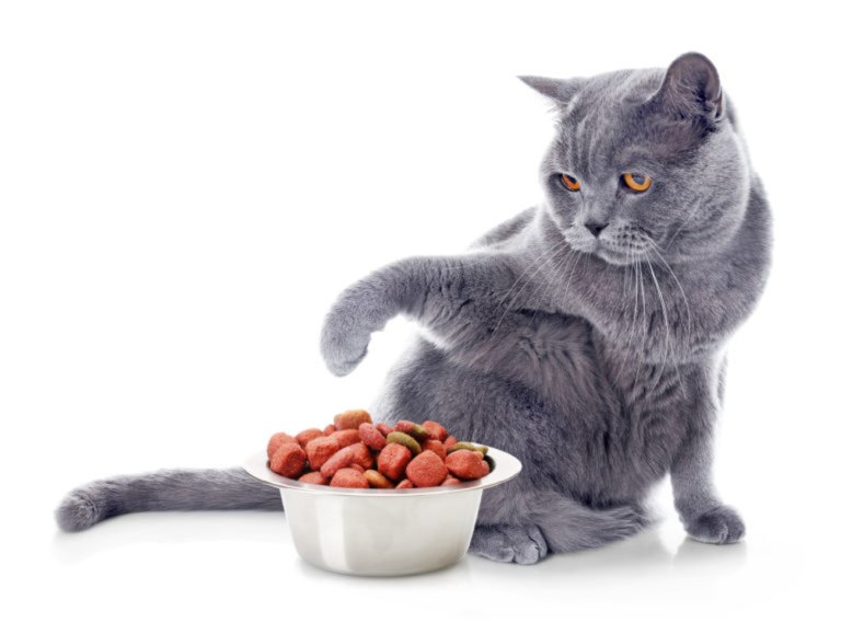 alimentazione nel gatto Cambiare alimentazione al gatto