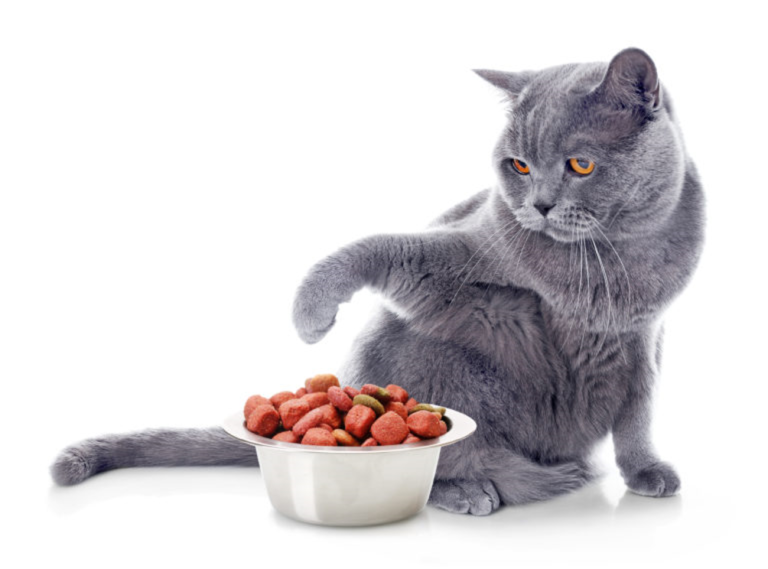 Cambiare alimentazione al gatto