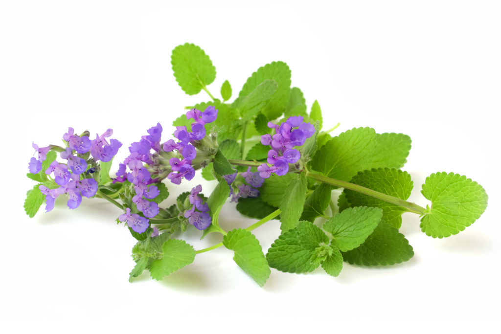 catnip-1024×683