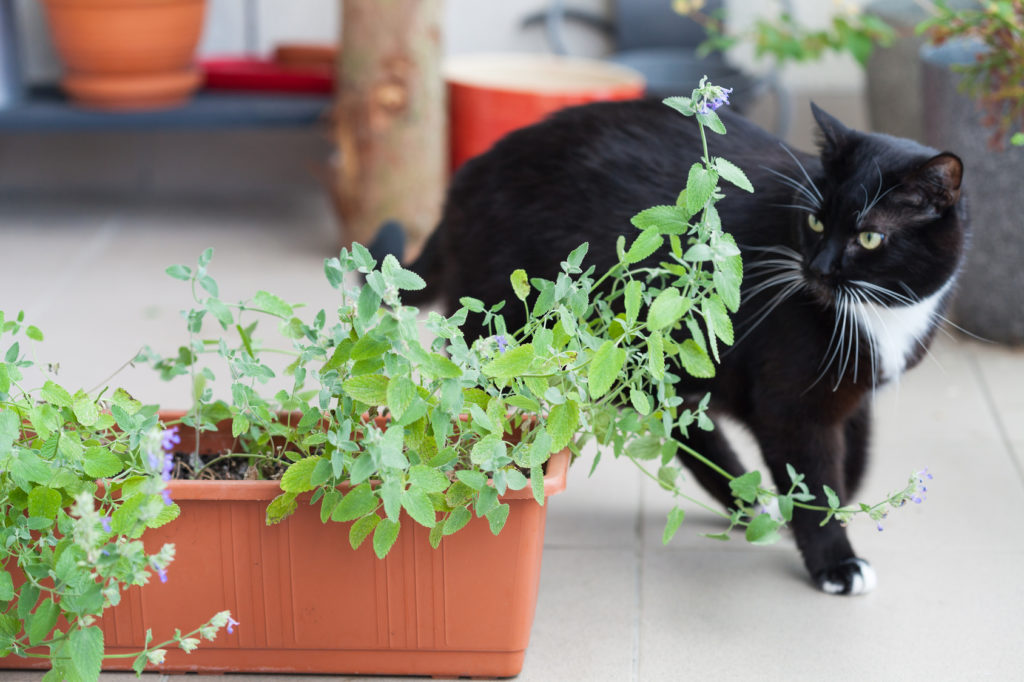 catnip2-1024×682