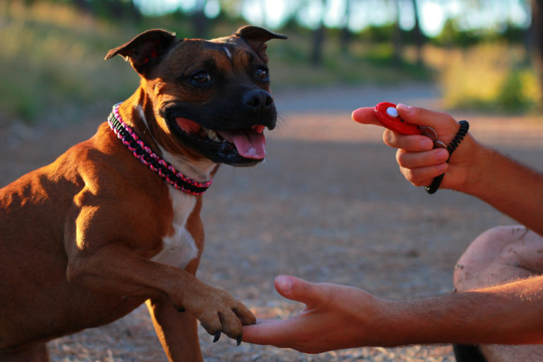 clicker per cani clicker per cani