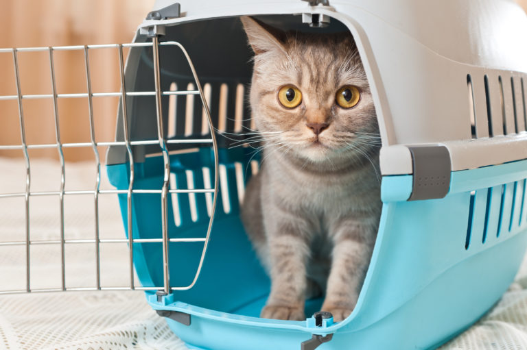 gatto nel trasportino gatto nel trasportino