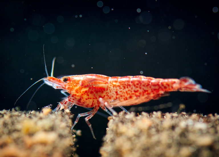 gamberetto d'acquario