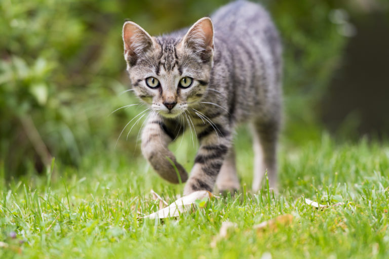 giovane gatto all’aperto giovane gatto all'aperto