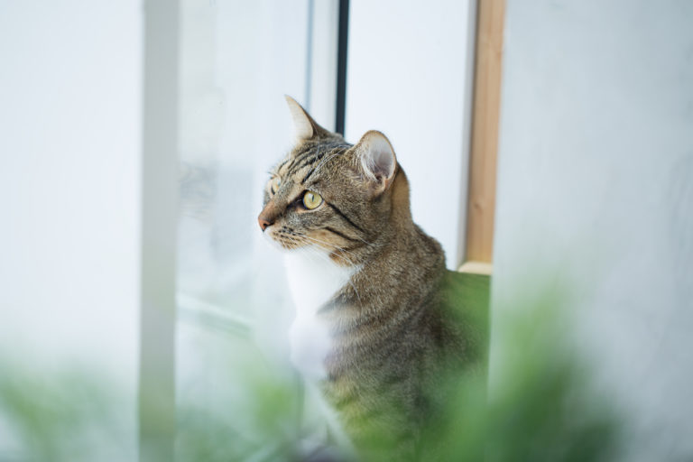 gatto in casa tra le foglie gatto in casa