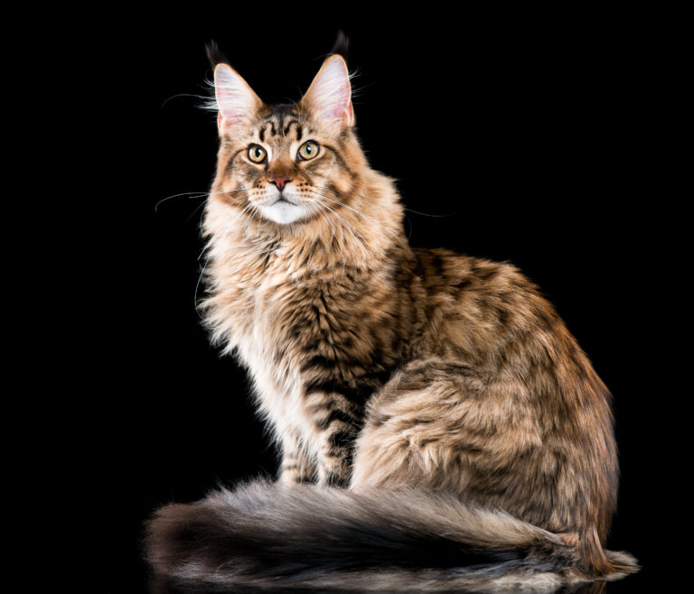 maine coon maine coon