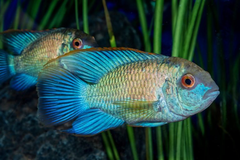 Ciclidi in acquario