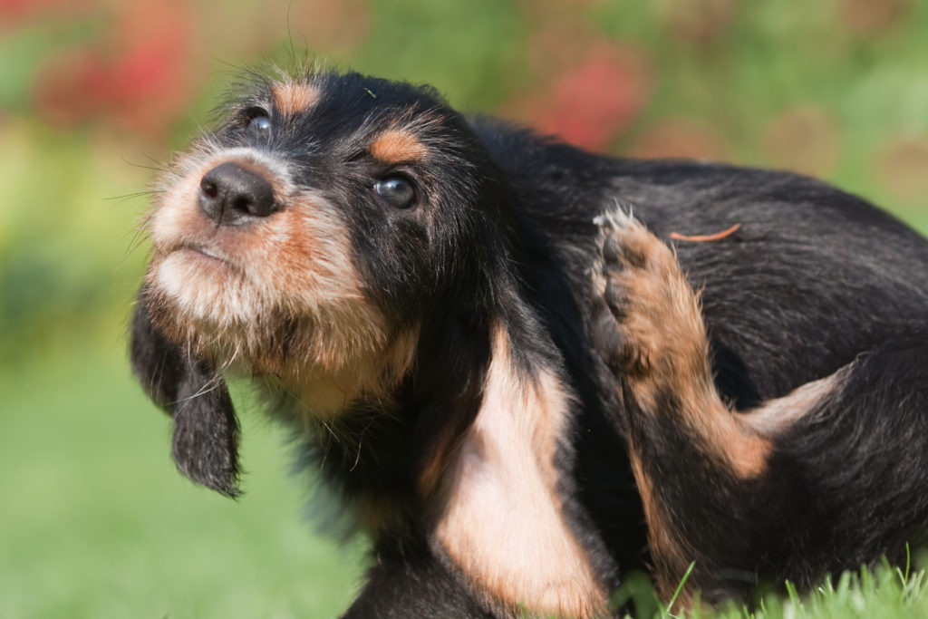 cane che si gratta dietro le orecchie