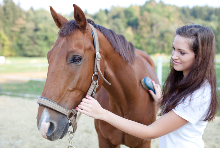 donna che spazzola il cavallo donna che spazzola il cavallo
