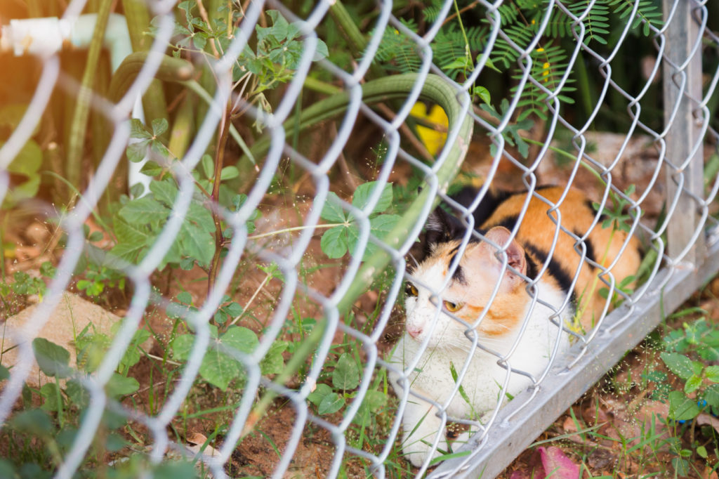 gatto in giardino con recinzione