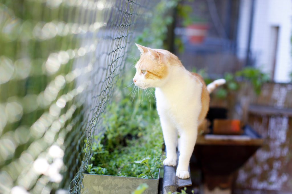 creare un balcone sicuro per il gatto