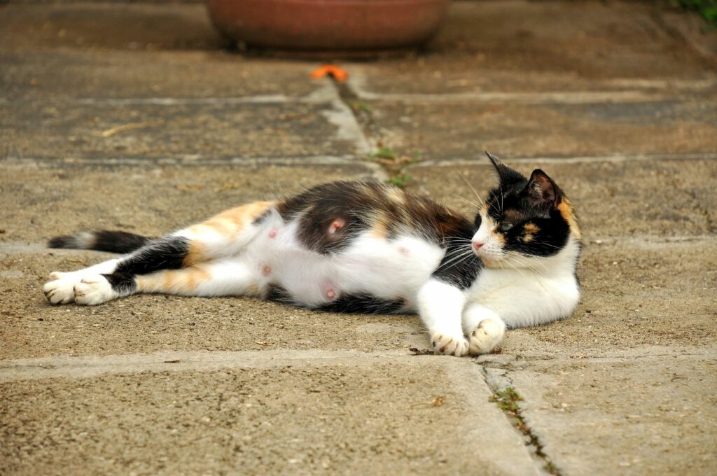 prima della nascita dei gattini