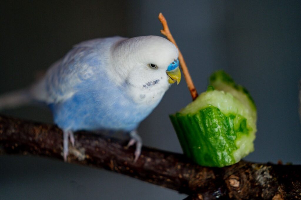 pappagallino mangia cetriolo