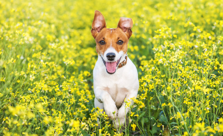 Jack russel sul prato