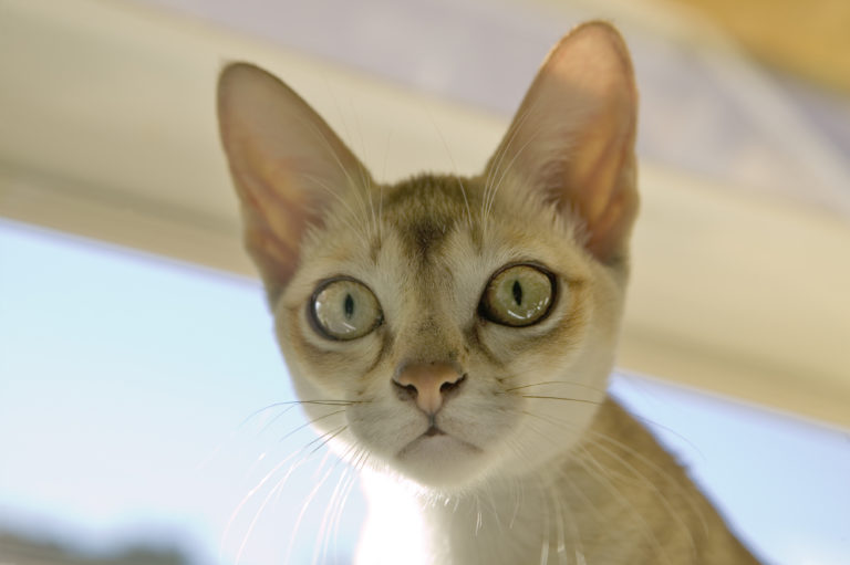 singapura katze Singapura