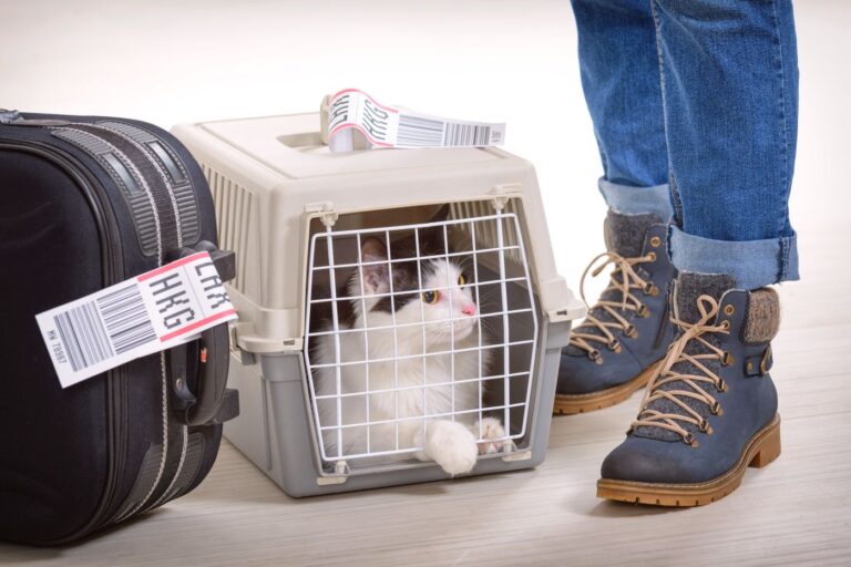 viaggiare in aereo con il gatto