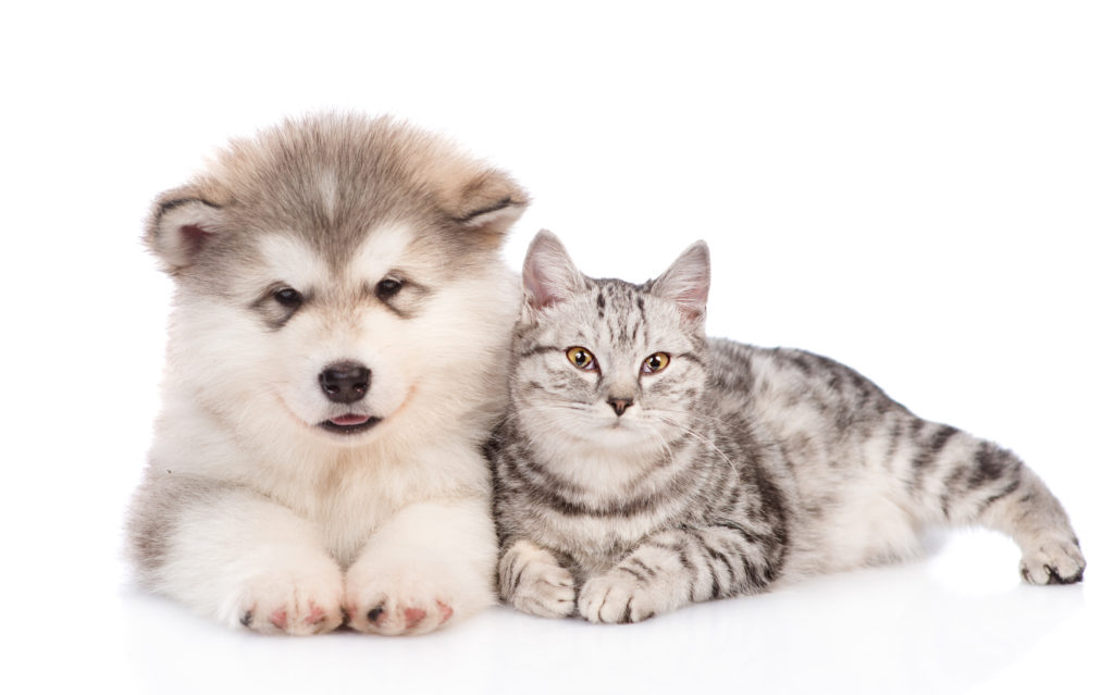 convivenza cane e gatto amici