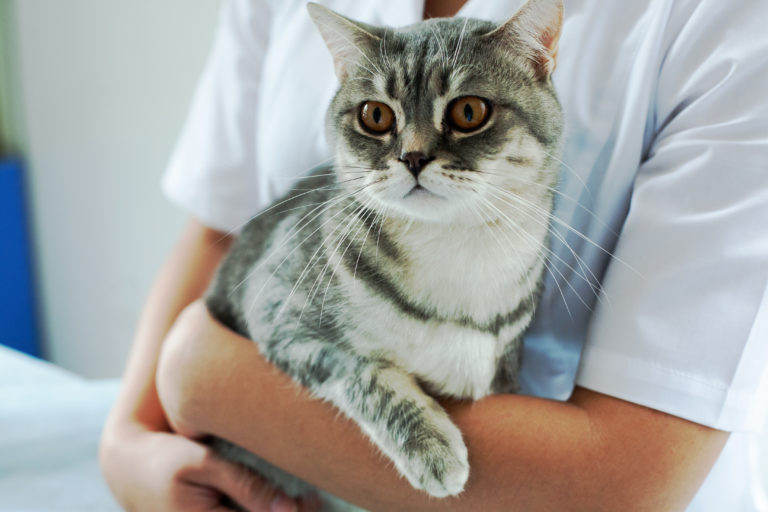 gatto dal veterinario