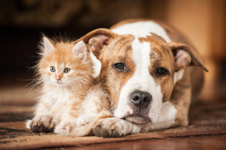 Comprendi il linguaggio del corpo del tuo gatto?! Sai che