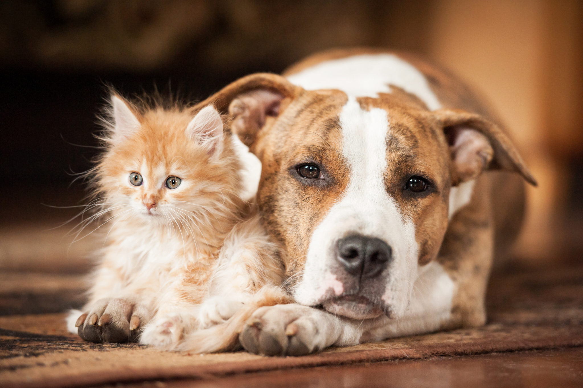 Convivenza cane-gatto: sfatiamo un mito - zooplus Magazine