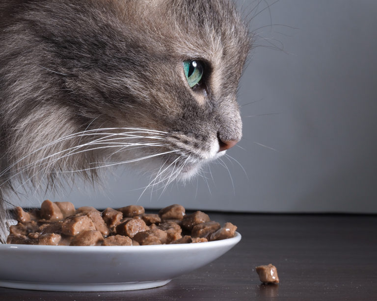 L’intolleranza alimentare nel gatto