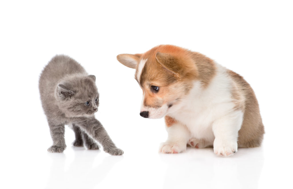 gattino e cane si studiano