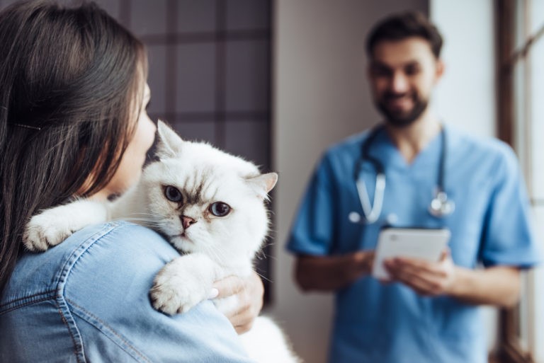 Sterilizzare o castrare il gatto