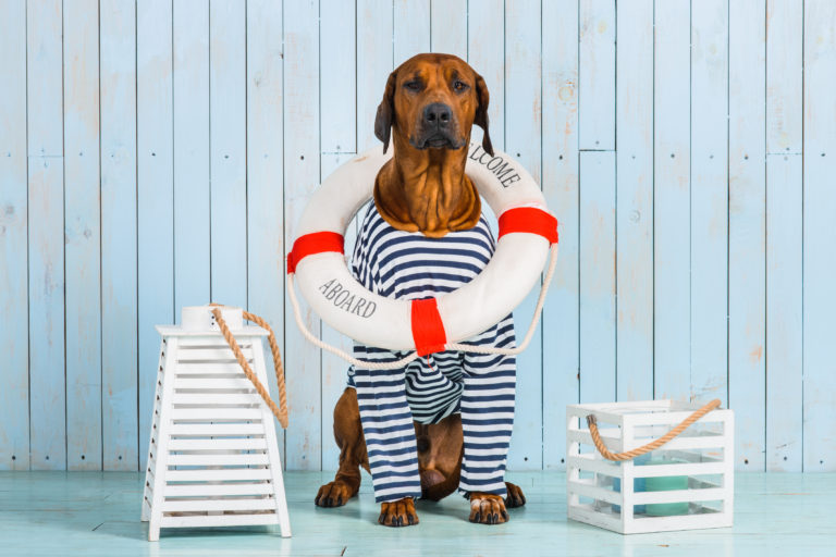 cani crociera cani crociera